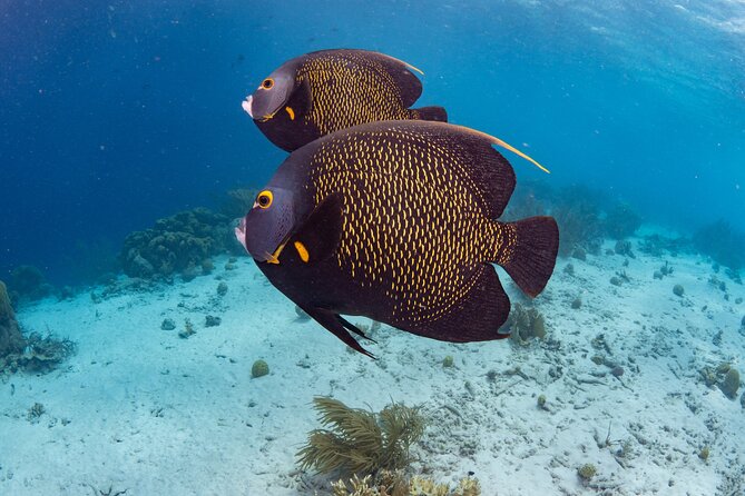 Klein Bonaire Marine Park Snorkeling Excursion - Price and value: $75 and what’s included vs. extra