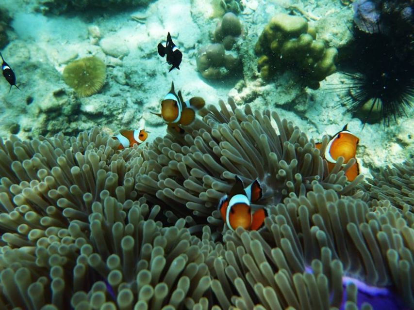 Ko Lanta: 4 Islands Snorkeling Tour by Longtail Boat - Snorkeling by Longtail Boat: Why This 4-Island Loop Works