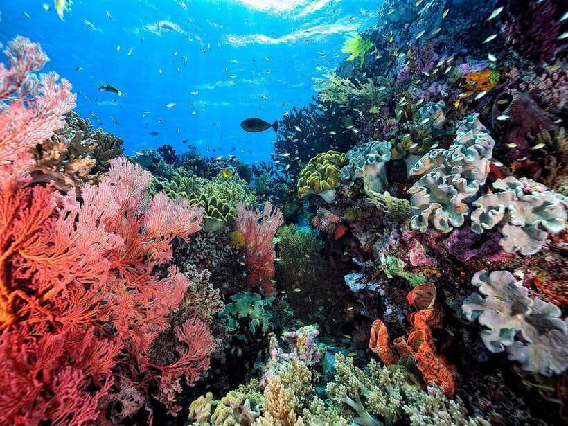 Ko Lanta: Snorkeling Adventure Tour to Koh Rok and Koh Haa - Koh Rok beach time and lunch on the sand: a real break