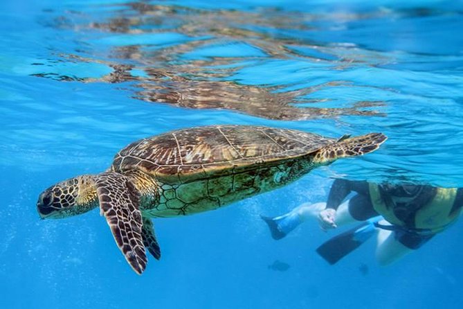 Ko Olina Catamaran Sail and Snorkel with Lunch - Snorkeling in a spinner dolphin and reef habitat