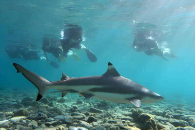 Ko Phi Phi Don: Speedboat Day Trip with Shark Snorkeling - Starting Point at McDonald’s Phi Phi Island Area: How to Avoid Stress