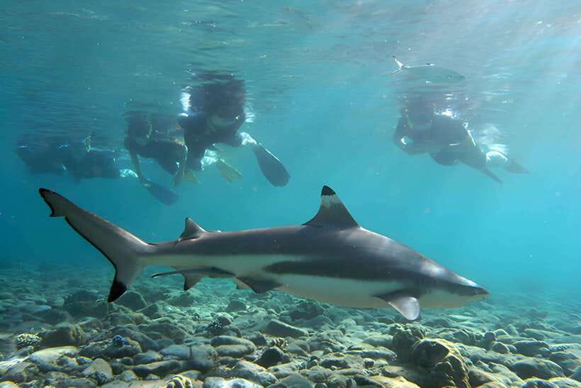 Ko Phi Phi Don: Speedboat Day Trip with Shark Snorkeling - Starting Point at McDonald’s Phi Phi Island Area: How to Avoid Stress