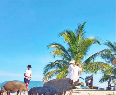 Ko Samui: Pig Island Snorkeling and Koh Tan Speedboat Tour - Koh Tan Stop: Snorkeling, Swimming, and a Photo Pause