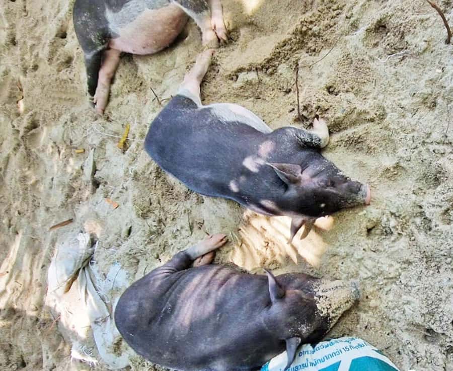 Ko Samui: Pig Island Snorkeling and Koh Tan Speedboat Tour - Group Size, Timing, and the One Thing That Can Feel Slow