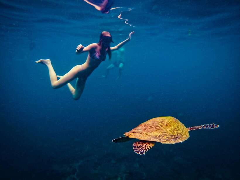 Ko Tao: Late Riser Snorkeling Tour with Lunch and Photos - Shark Bay: The Big Moment for Turtles and Blacktip Reef Sharks