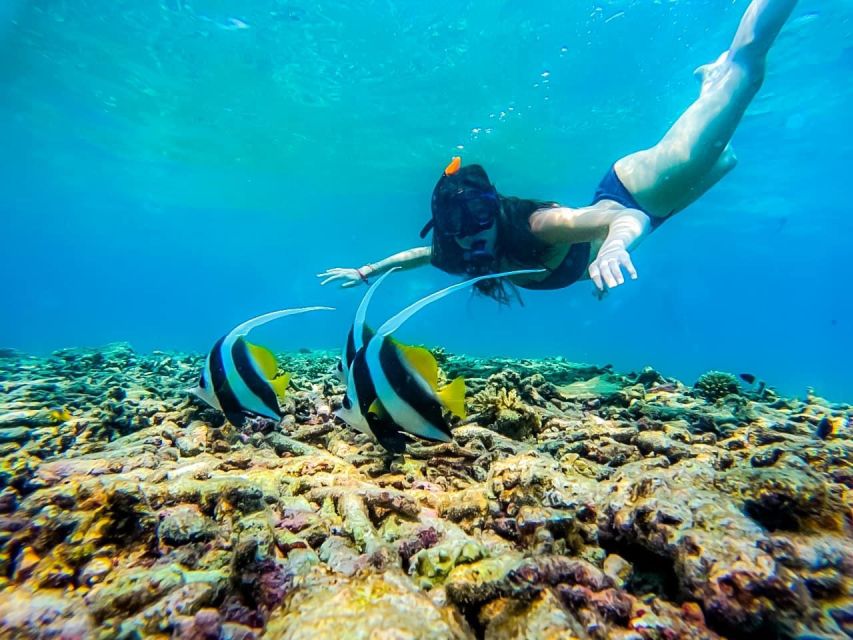 Ko Tao: Tao-Nangyuan Snorkeling Day Trip with Meals & Sunset - Mango Bay and Ao Hin Wong: snorkeling plus kayaking in bays built for wildlife