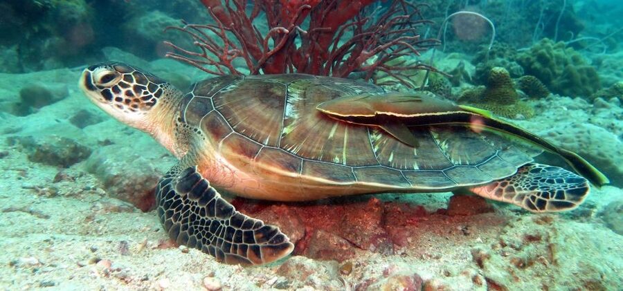 Koh Chang: Snorkeling Trip to Reefs or Wrecks with Lunch - Why this Koh Chang snorkeling day feels worth the money