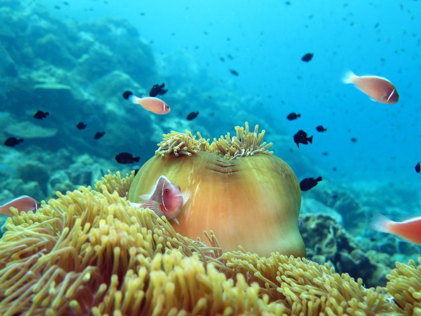 Koh Chang: Snorkeling Trip to Reefs or Wrecks with Lunch - What I’d watch for: physical effort, sun, and the “quiet” comfort problems