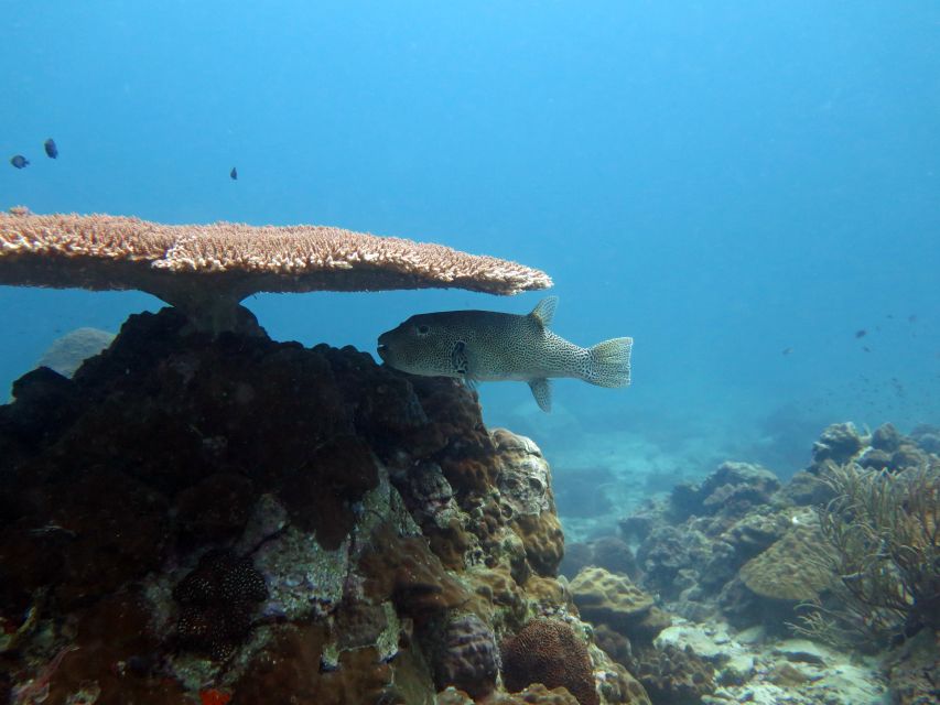 Koh Chang: Snorkeling Trip to Reefs or Wrecks with Lunch - Cost and logistics: $31 price tag, plus Koh Rang entry fee