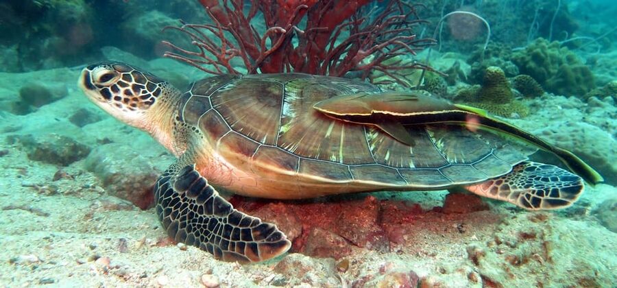 Koh Kood or Koh Rang: Snorkeling Day Trip with Buffet Lunch - The morning ride from your hotel to the snorkel handoff
