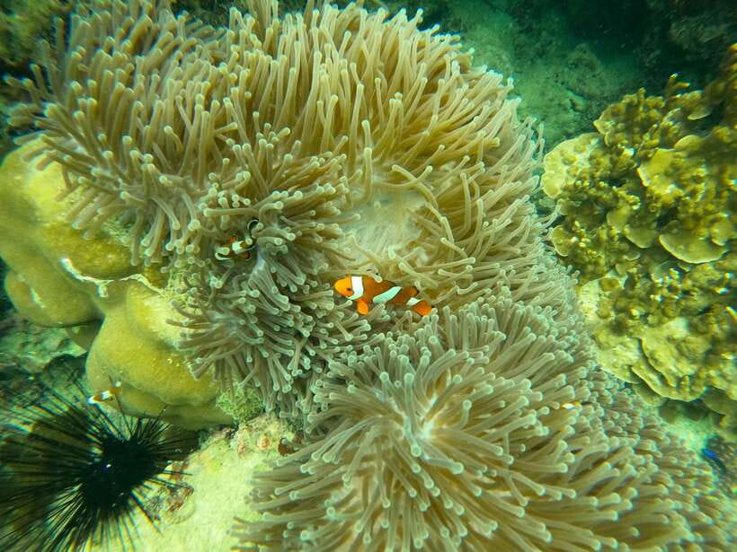 Koh Lanta: Phi Phi Islands Tour w/ Maya Bay, Snorkel & Lunch - Snorkelling Gear, Sea Conditions, and What to Bring