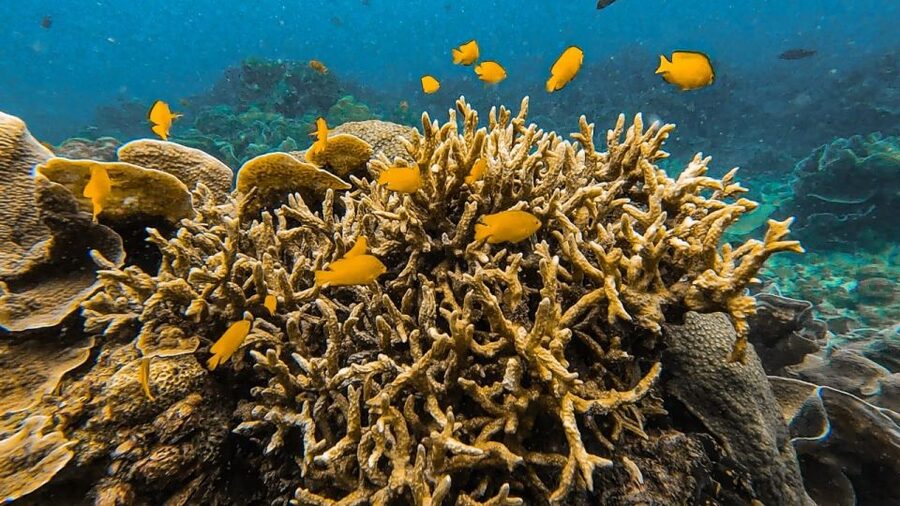 Koh Lipe: Longtail Boat Snorkeling Trip Program A - Price and Value: Why $19 Can Be a Smart Move in Koh Lipe