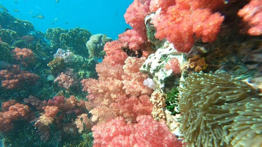 Koh Lipe: Longtail Boat Snorkeling Trip Program A - Meeting Point: Wichittour Counter and the 20-Minute Rule