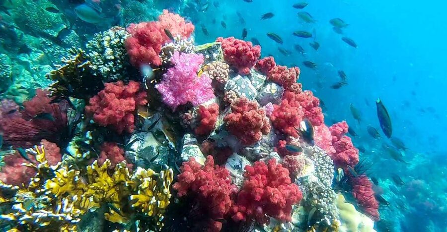 Koh Lipe: Longtail Boat Snorkeling Trip Program A - Who Should Book Program A (and Who Should Skip It)