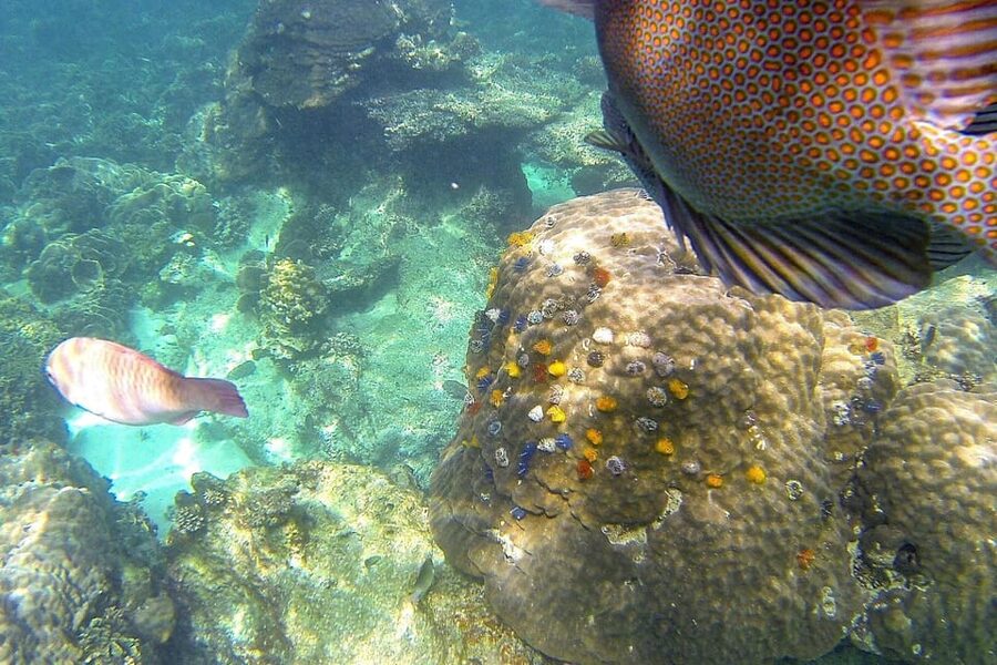 Koh Phangan: Koh Nangyuan & Koh Tao Boat Tour & Snorkeling - What to Bring (and What Actually Helps)