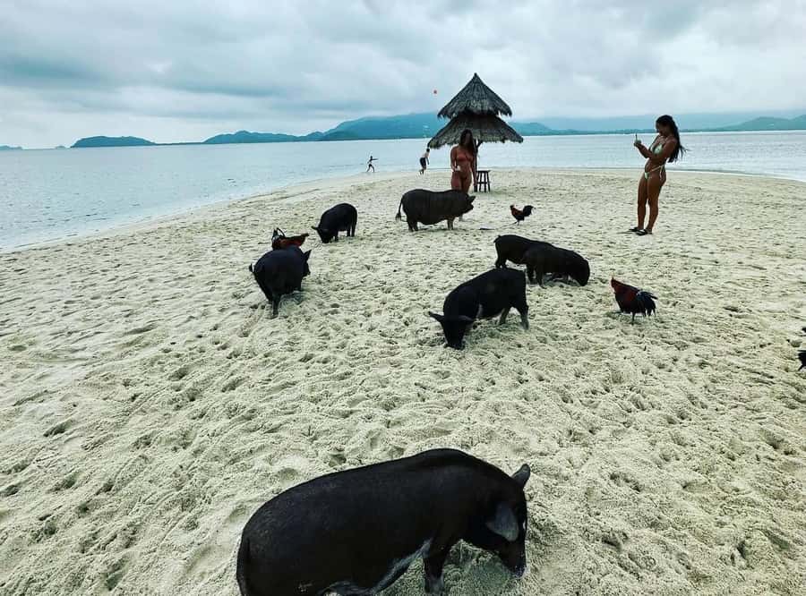 Koh Samui: Jetski Safari, Snorkeling to Pig & Virgin Islands - Koh Tan Lagoon and Snorkeling: Where the Reef Time Comes In