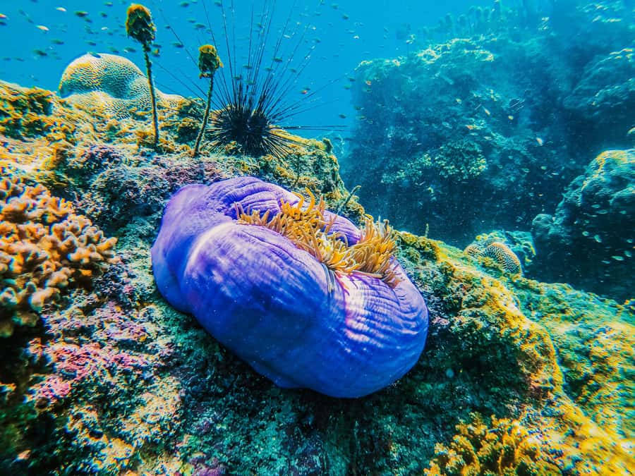 Koh Samui: Koh Tao and Nangyuan Snorkeling Tour with Lunch - Key Highlights at a Glance