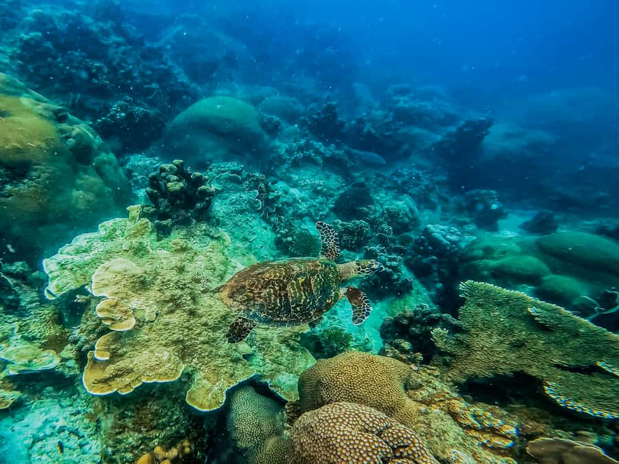 Koh Samui: Koh Tao and Nangyuan Snorkeling Tour with Lunch - Safety Briefing and Crew Style (What You’ll Likely Notice)