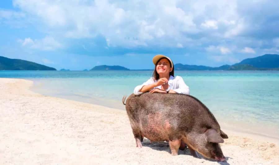 Koh Samui: Pink Dolphin, Pig Island, and Snorkeling Day Trip - Why This Day Trip Feels Like Real Island Time