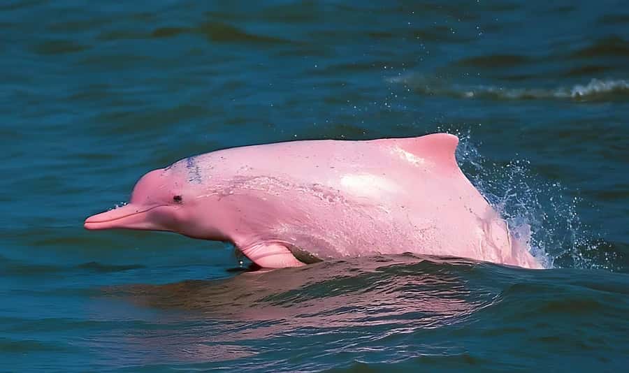 Koh Samui: Pink Dolphin, Pig Island, and Snorkeling Day Trip - Speedboat Rides and Scenic Stops: Pancake Rock and Views