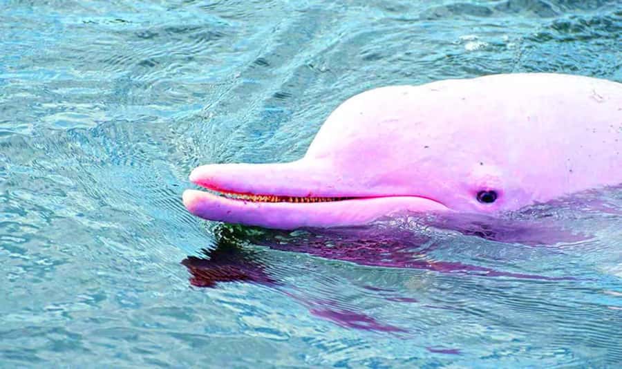Koh Samui: Pink Dolphin, Pig Island, and Snorkeling Day Trip - Pig Island (Koh Madsum): The Hour That Usually Steals the Show