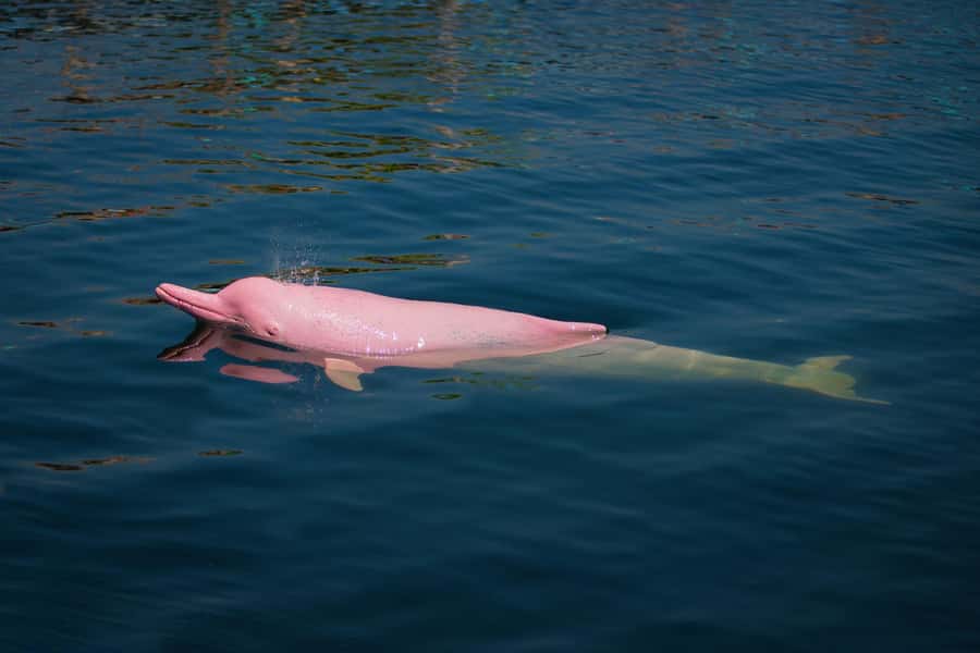 Koh Samui: Pink Dolphin, Pig Island, and Snorkeling Day Trip - Price and Logistics: Is This Worth $83?