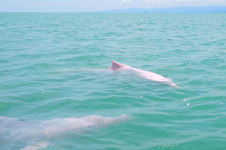 Koh Samui: Pink Dolphin, Pig Island, and Snorkeling Day Trip - What to Bring (So Your Day Doesn’t Turn Into a Wet, Sunburned Mess)