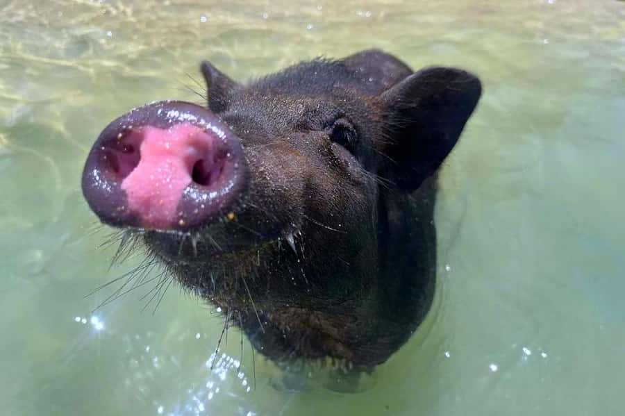 Koh Samui: Private Longtail Boat to Pig Island with Snorkel - Key things I’d plan around
