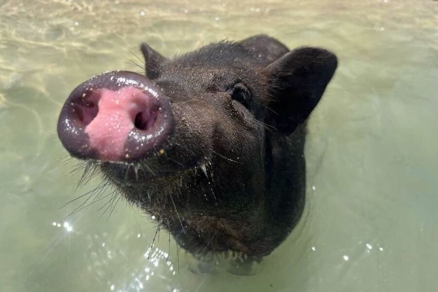 Koh Samui: Private Longtail Boat to Pig Island with Snorkel - Koh Madsum (Pig Island): why this is the headline stop