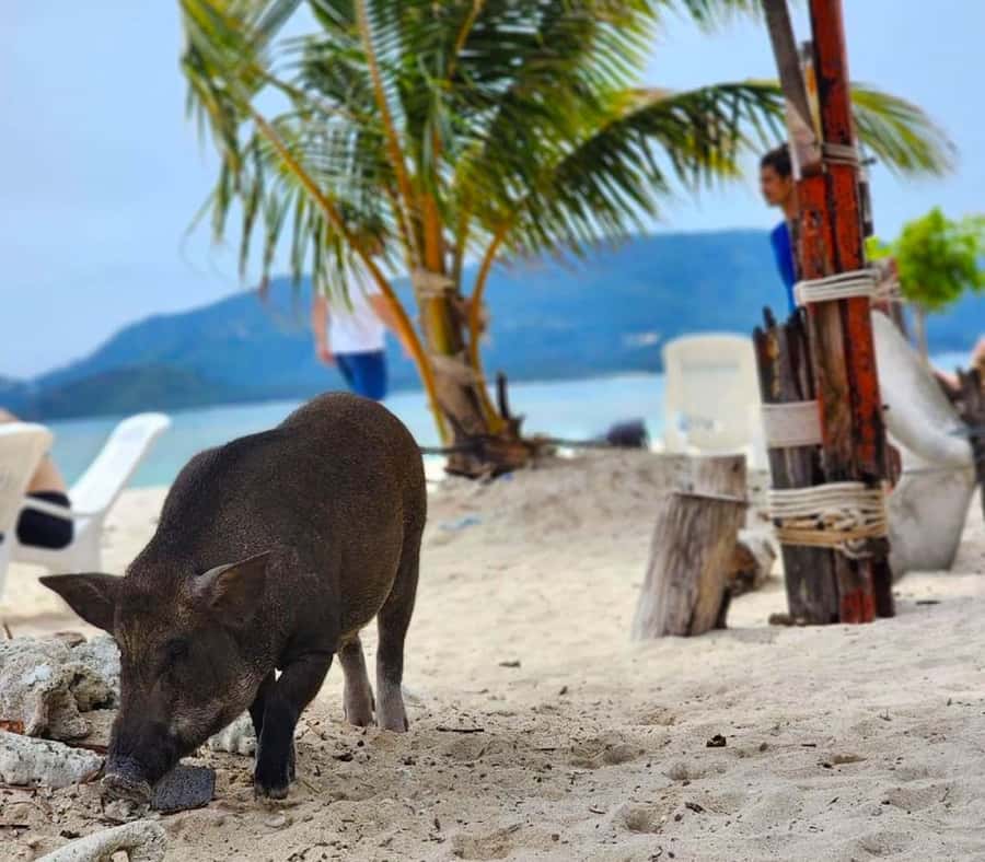 Koh Samui: Private Longtail Boat to Pig Island with Snorkel - Time on the boat: the longtail experience, comfort, and photos
