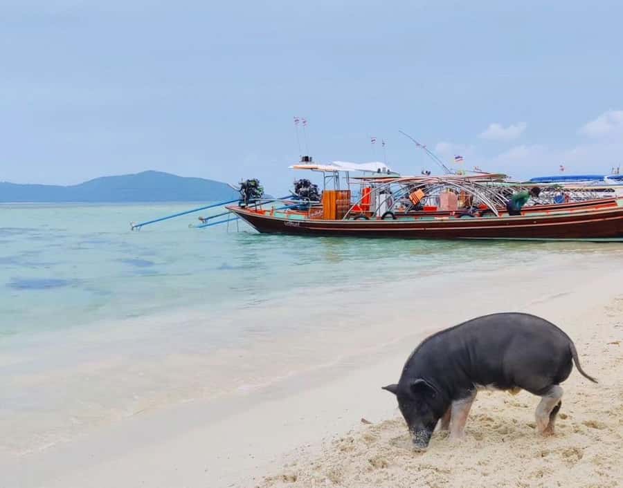 Koh Samui: Private Longtail Boat to Pig Island with Snorkel - What to bring (and what you can skip)