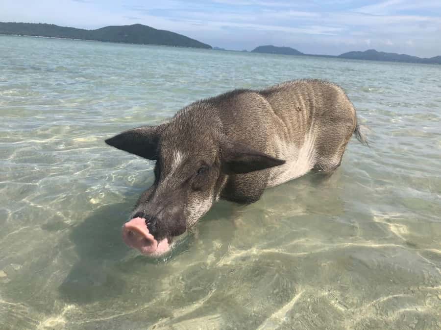 Koh Samui: Sunset Pig Island and Snorkeling Koh Tan w/Dinner - Key things to know before you go