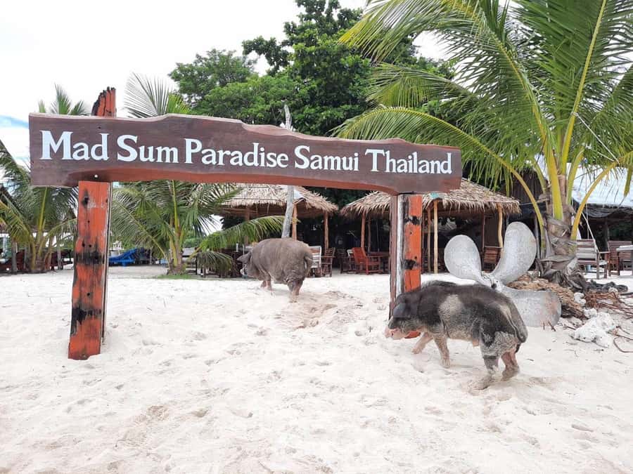 Koh Samui: Sunset Pig Island and Snorkeling Koh Tan w/Dinner - Sunset Views on the Return: Boat Position Is Everything