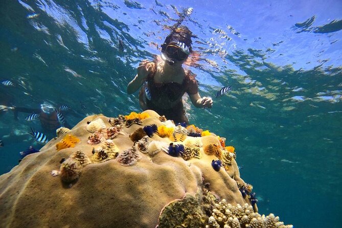 Koh Tao and Koh Nang Yuan Snorkel Tour (Speedboat from Koh Samui) - Price and What You Actually Get for About $62