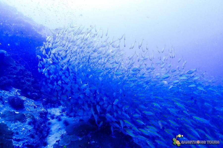 Koh Tao: Islands Snorkeling Highlights Day Tour & Lunch - Price and what to budget (including the Koh Nangyuan fee)