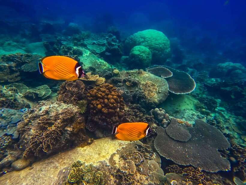 Koh Tao: Koh Nangyuan & Hidden Bays Snorkeling Tour w/ Lunch - Mango Bay Lunch and Snorkeling: Food First, Then Fish