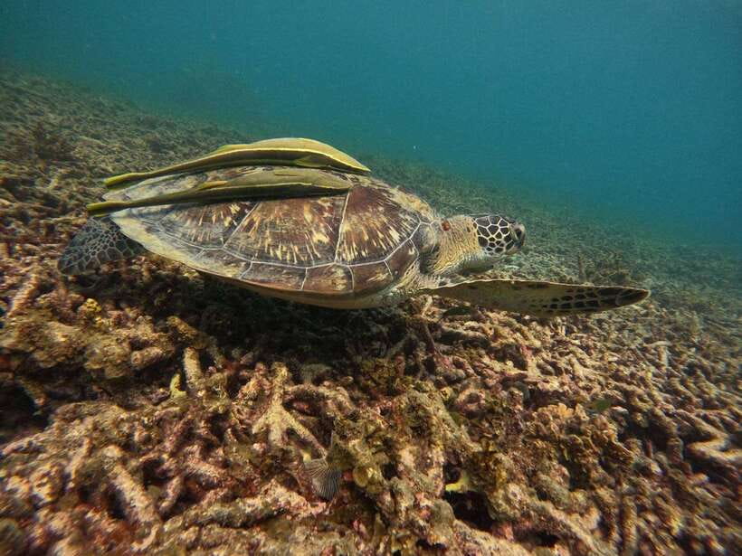 Koh Tao: Koh Nangyuan & Hidden Bays Snorkeling Tour w/ Lunch - Underwater Photos and Videos: Free, Useful, and Often Better Than You Expect