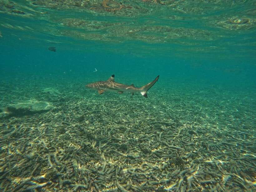 Koh Tao: Koh Nangyuan & Hidden Bays Snorkeling Tour w/ Lunch - Thai Lunch Box, Fruit, and Unlimited Drinks: The Comfort Factor