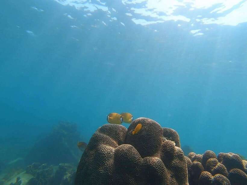 Koh Tao: Premium Snorkel Tour to Koh Nangyuan Bays by Oxygen - Key points I’d tell a friend