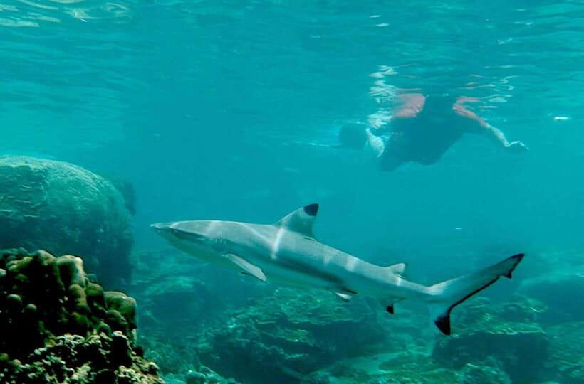 Koh Tao: Premium Snorkel Tour to Koh Nangyuan Bays by Oxygen - Koh Nangyuan island: viewpoint hike + Japanese Garden snorkeling hour