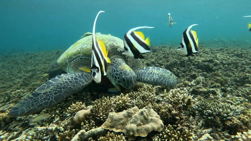 Koh Tao: Snorkeling and Sunset Tour - Key Points to Know Before You Go