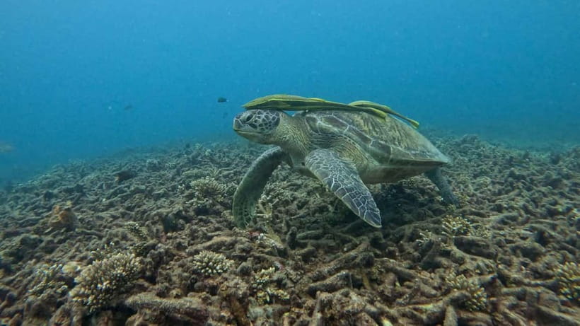 Koh Tao: Snorkeling and Sunset Tour - Koh Tao Sunset Snorkel: Why This Trip Feels Different