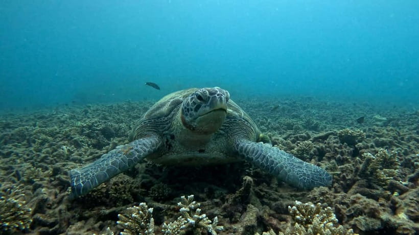 Koh Tao: Snorkeling and Sunset Tour - Your Guide Speaks English, Spanish, and Thai (and That Helps)