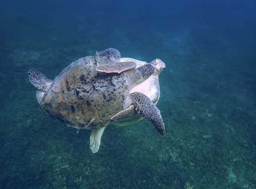 Koh Tao: Snorkeling Trip to Nang Yuan Island & Hidden Bays - Price and value: what $24 really buys you (plus the park fee)