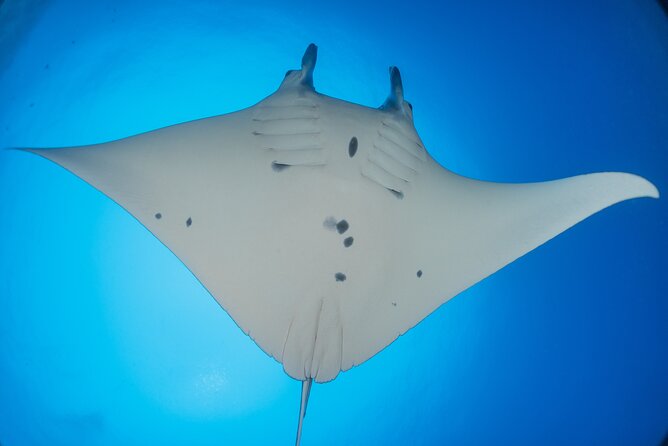 Kona Manta Ray Night Snorkel Adventure! Small Group - Kona Manta Ray Night Snorkel: what makes this one-hour tour work