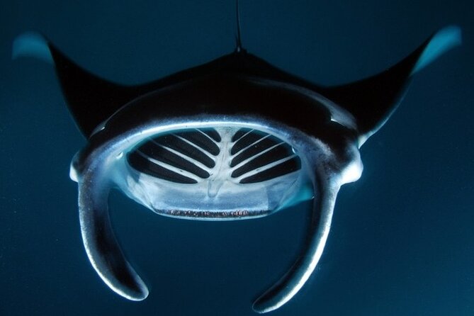 Kona Manta Ray Night Snorkel Adventure! Small Group - Tips to maximize your manta-ray odds and comfort
