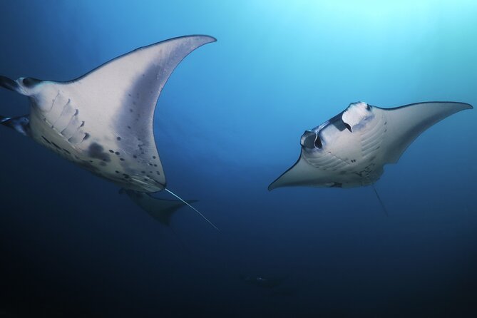 Kona Manta Ray Night Snorkel Adventure! Small Group - Price and value: is $83.95 worth it?