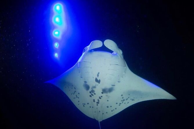 KONA Manta Ray Night Snorkel - FREE re-ride if no Sightings - Why Night Manta Snorkeling Off Kona Feels Different