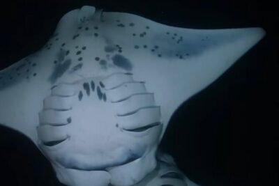 KONA Manta Ray Night Snorkel - FREE re-ride if no Sightings - Meeting at 78-7138 Kaleiopapa St: Simple Start, No Hotel Pickup