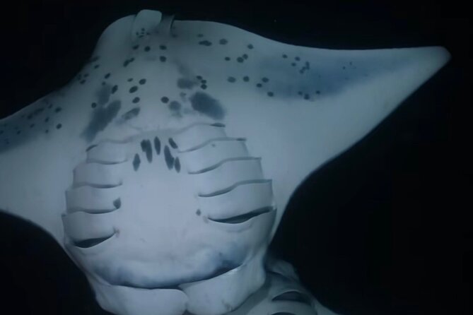 KONA Manta Ray Night Snorkel - FREE re-ride if no Sightings - Meeting at 78-7138 Kaleiopapa St: Simple Start, No Hotel Pickup